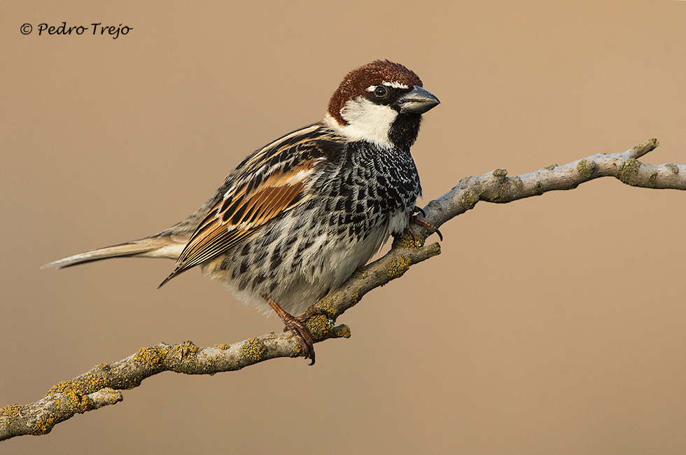 Gorrión moruno (Passer hispaniolensis)